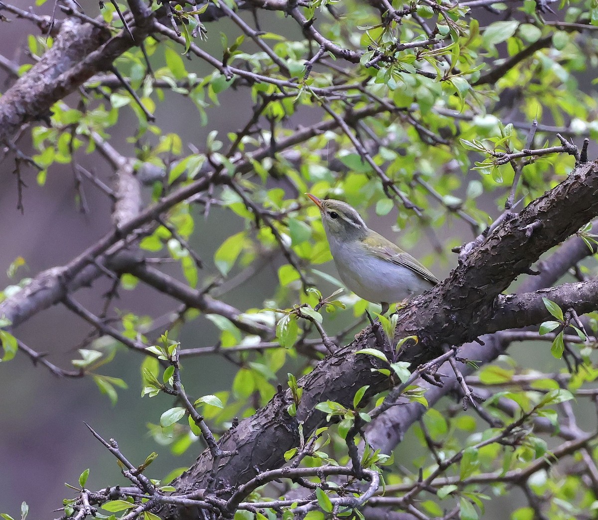 Western Crowned Warbler - ML620452791