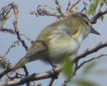 rødøyevireo - ML620452792