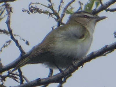 Vireo Ojirrojo - ML620452793