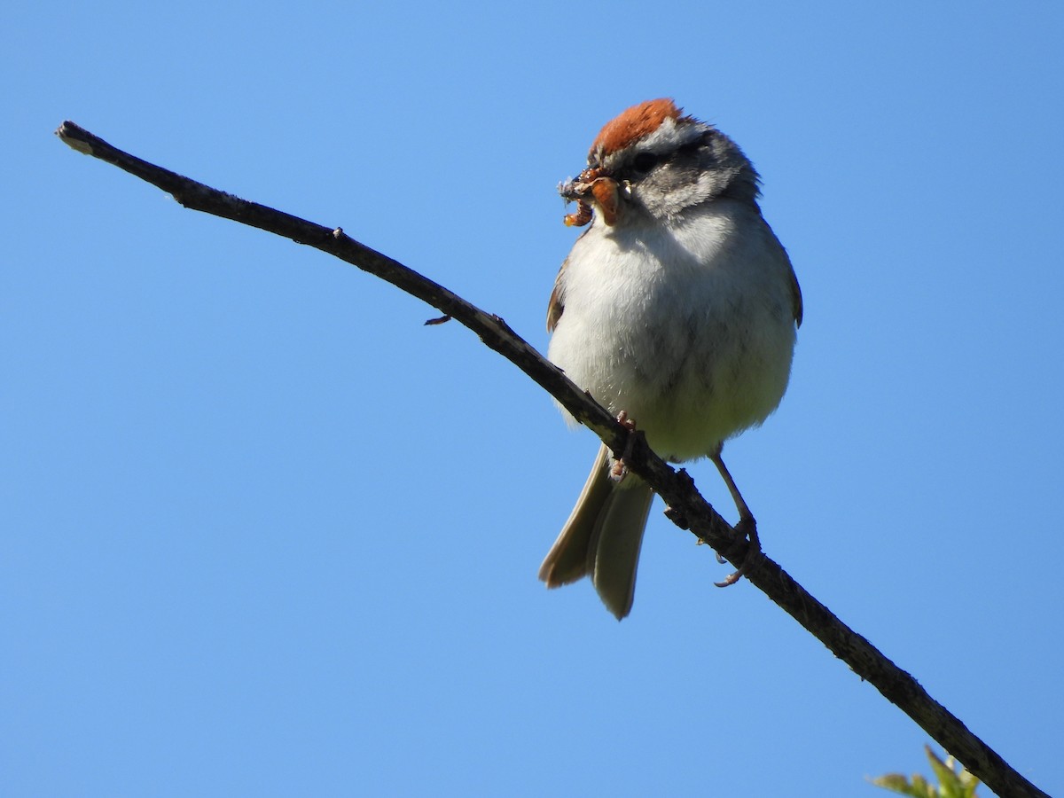 Chipping Sparrow - ML620452796