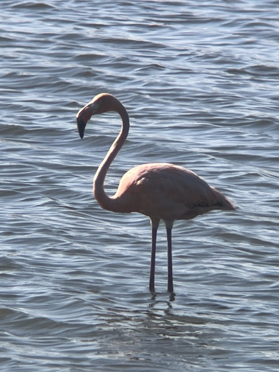 American Flamingo - ML620452815