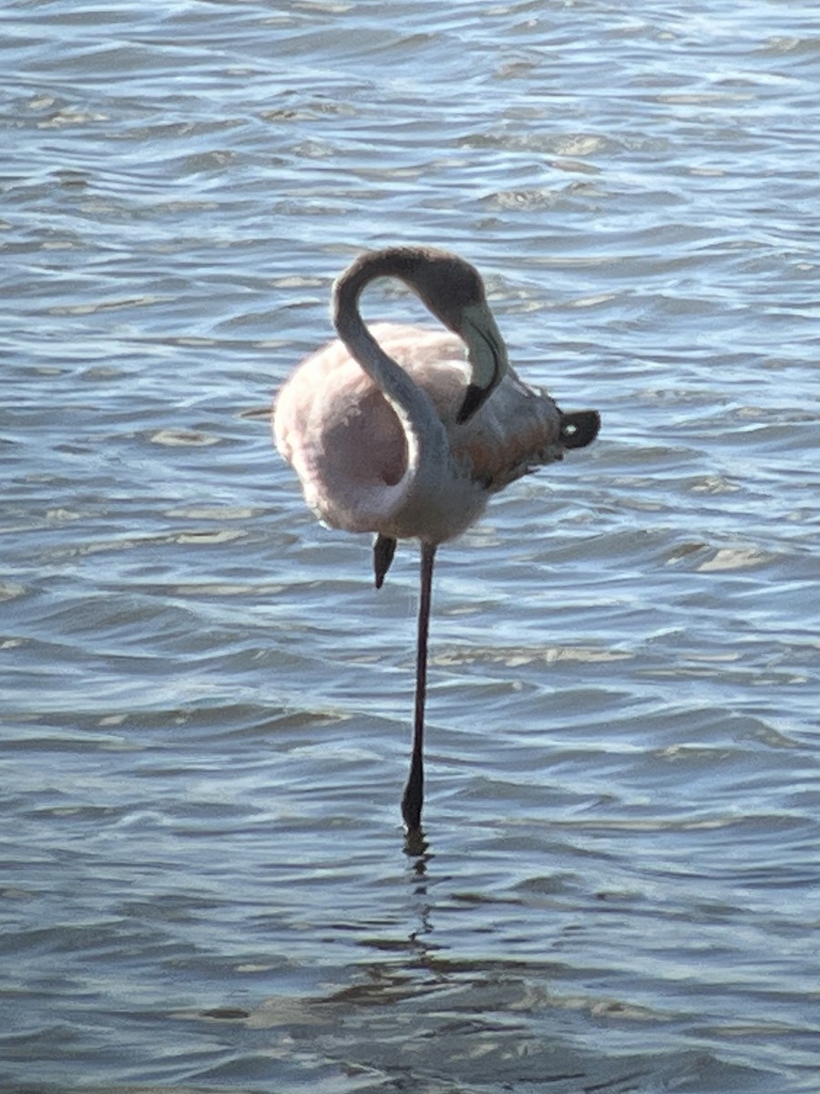 Flamant des Caraïbes - ML620452816