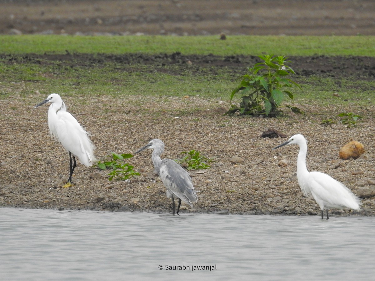 Little Egret - Saurabh Jawanjal