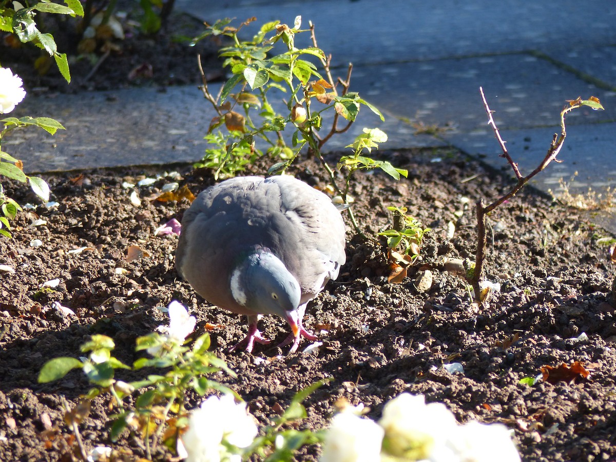 Common Wood-Pigeon - ML620452833