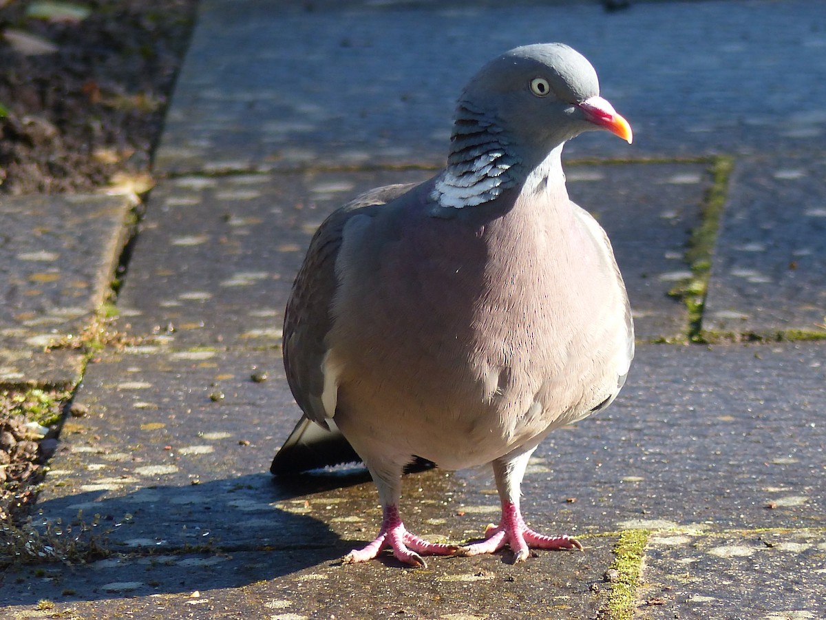 Common Wood-Pigeon - ML620452835