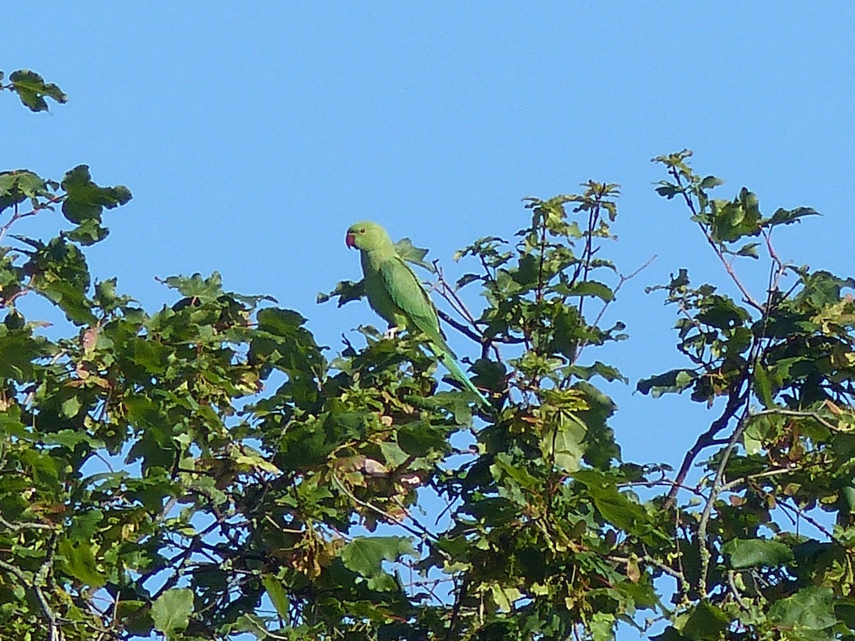 Rose-ringed Parakeet - ML620452839