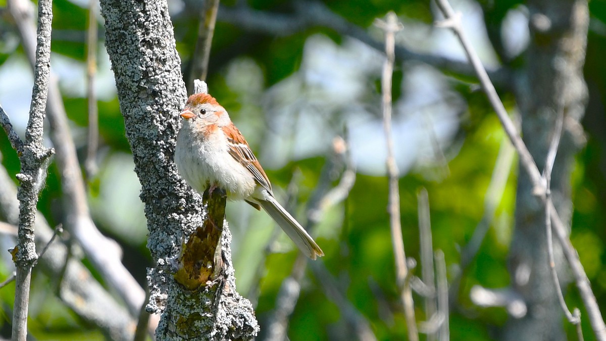 Field Sparrow - ML620452841