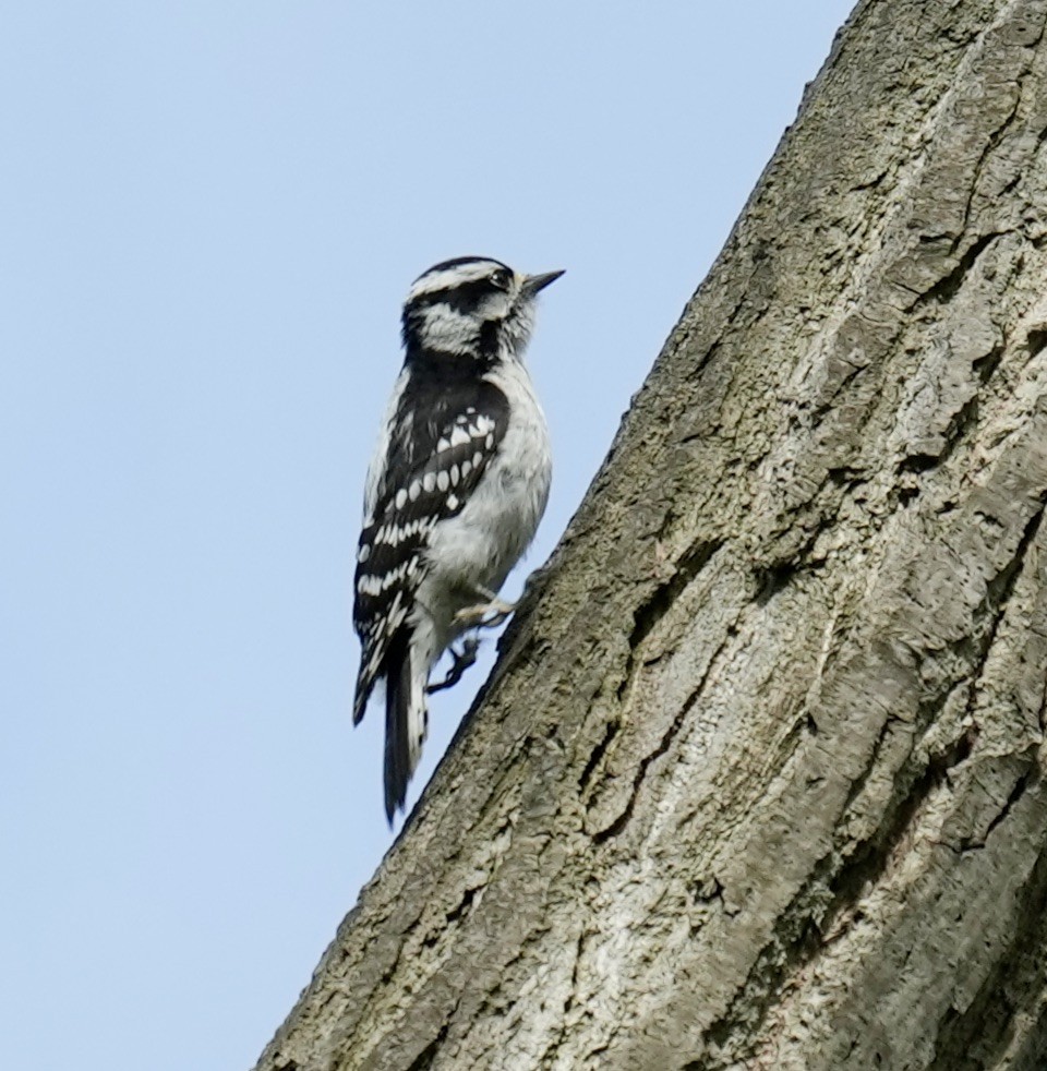 Downy Woodpecker - ML620452842