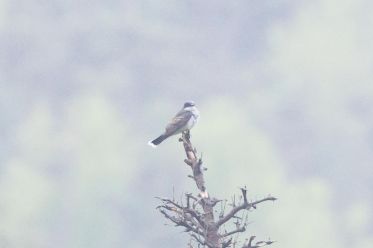 Eastern Kingbird - ML620452849