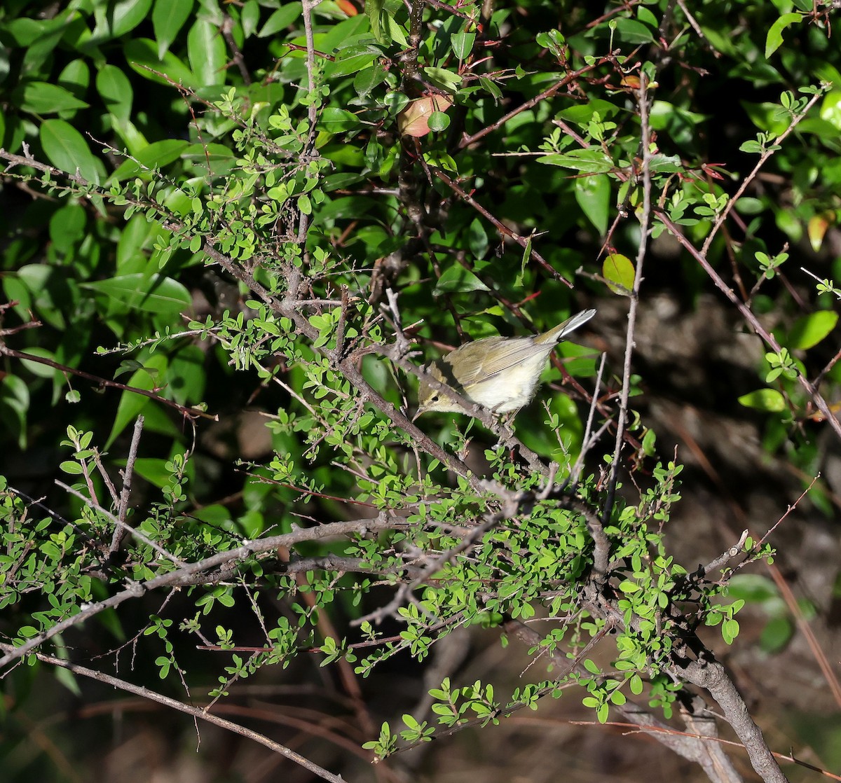 Greenish Warbler - ML620452861