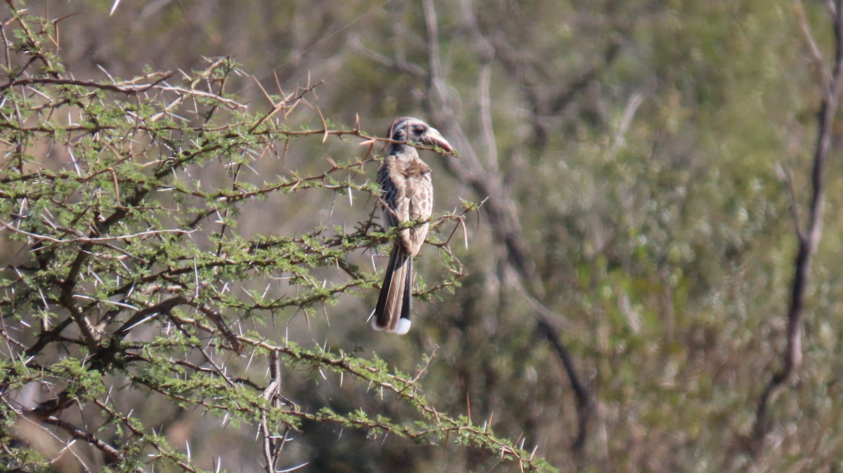 African Gray Hornbill - ML620452862