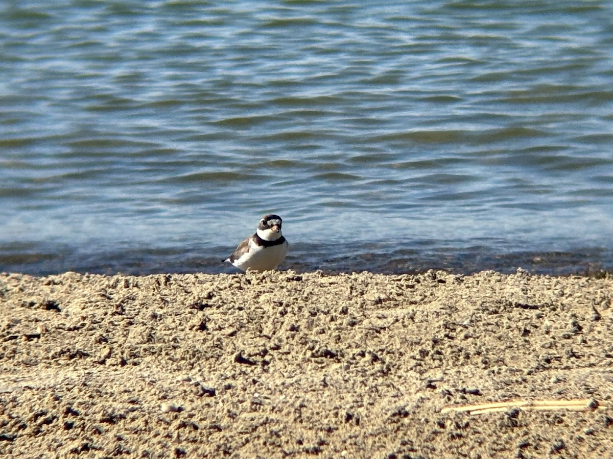 Semipalmated Plover - ML620452866