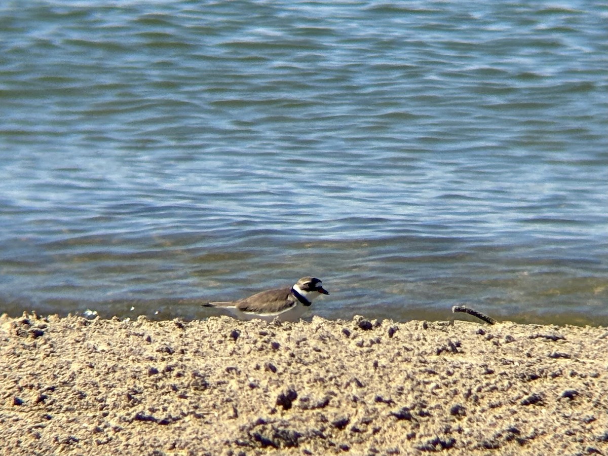 Semipalmated Plover - ML620452867