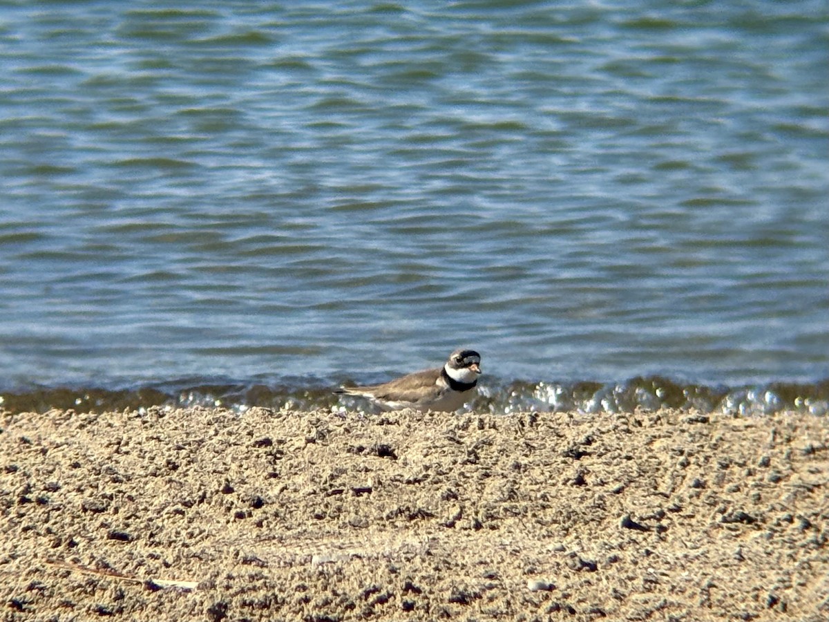 Semipalmated Plover - ML620452868