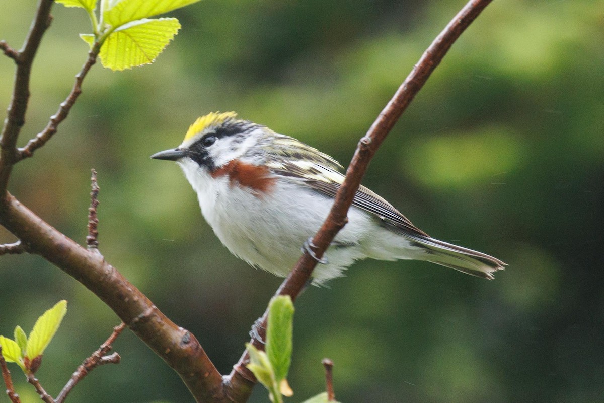 Chestnut-sided Warbler - Ethel Dempsey