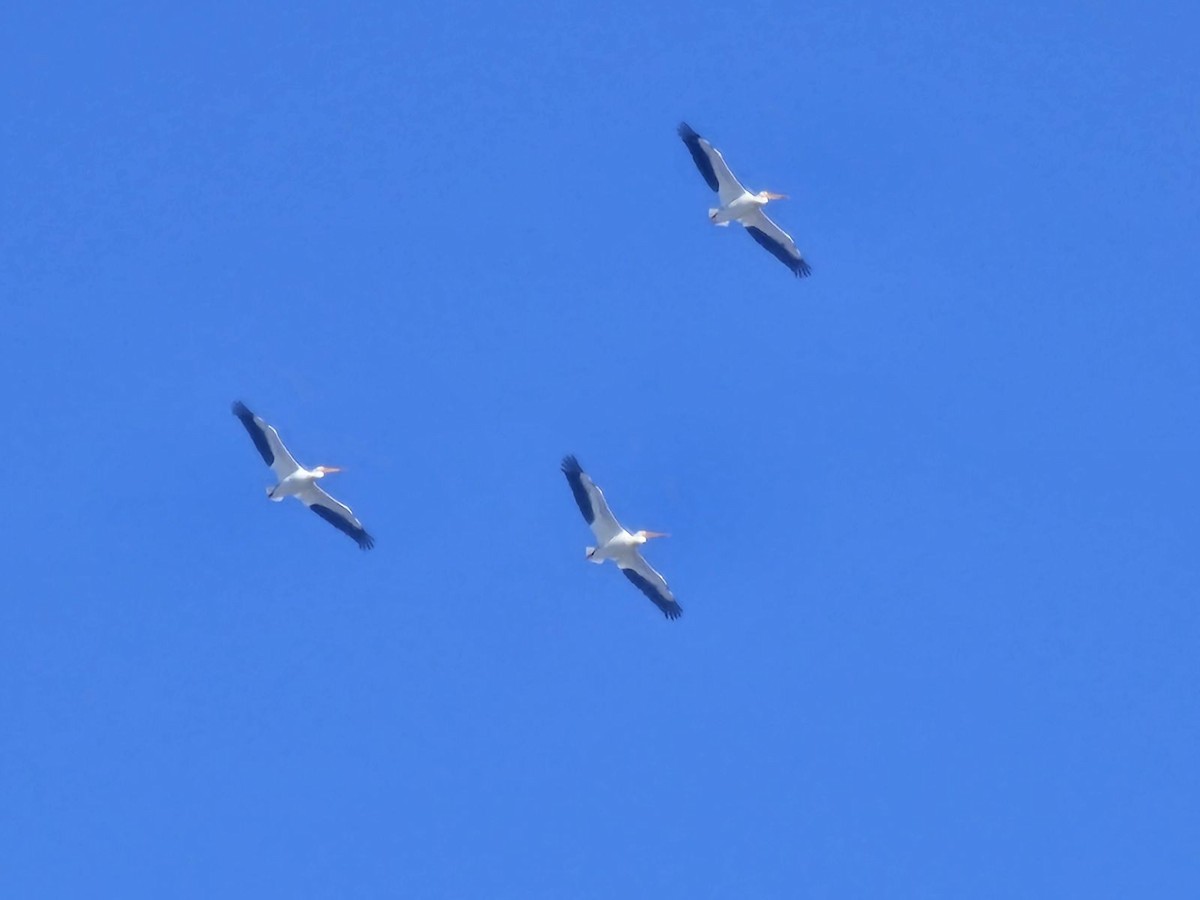 American White Pelican - ML620452876