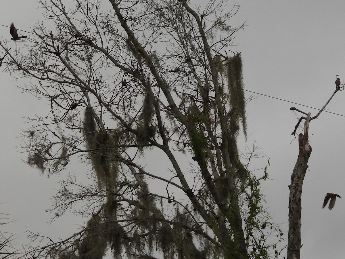 American Kestrel - ML620452878