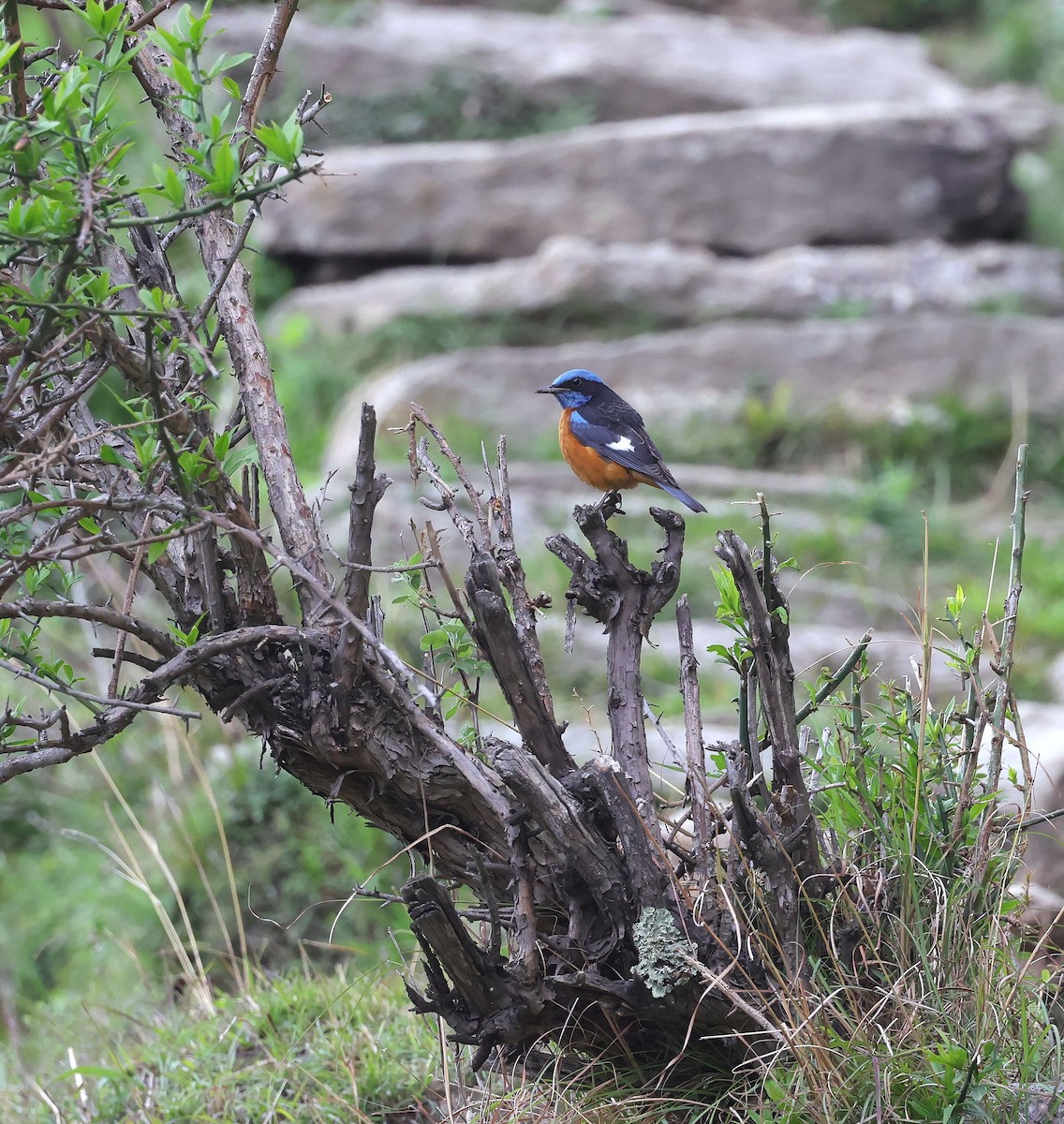 Blue-capped Rock-Thrush - ML620452881