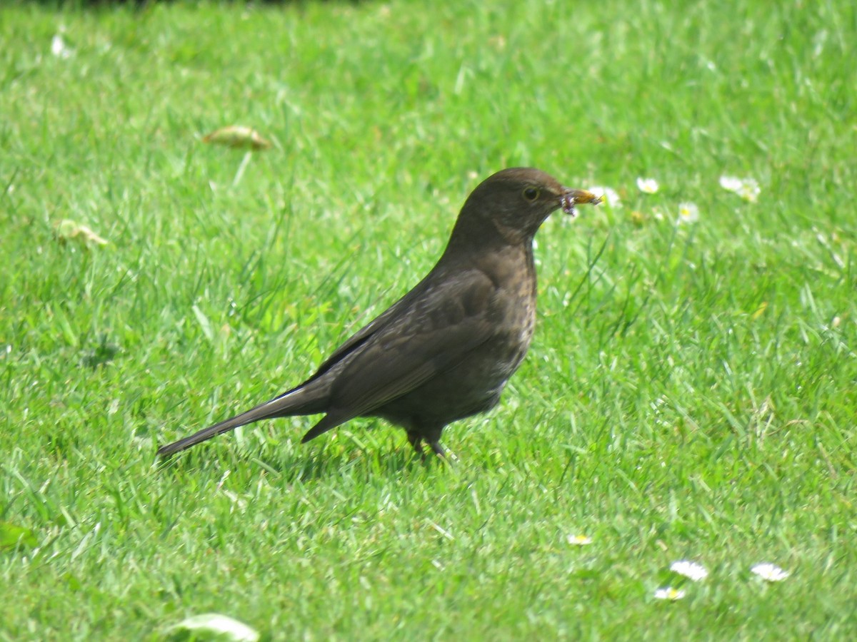 Eurasian Blackbird - ML620452883