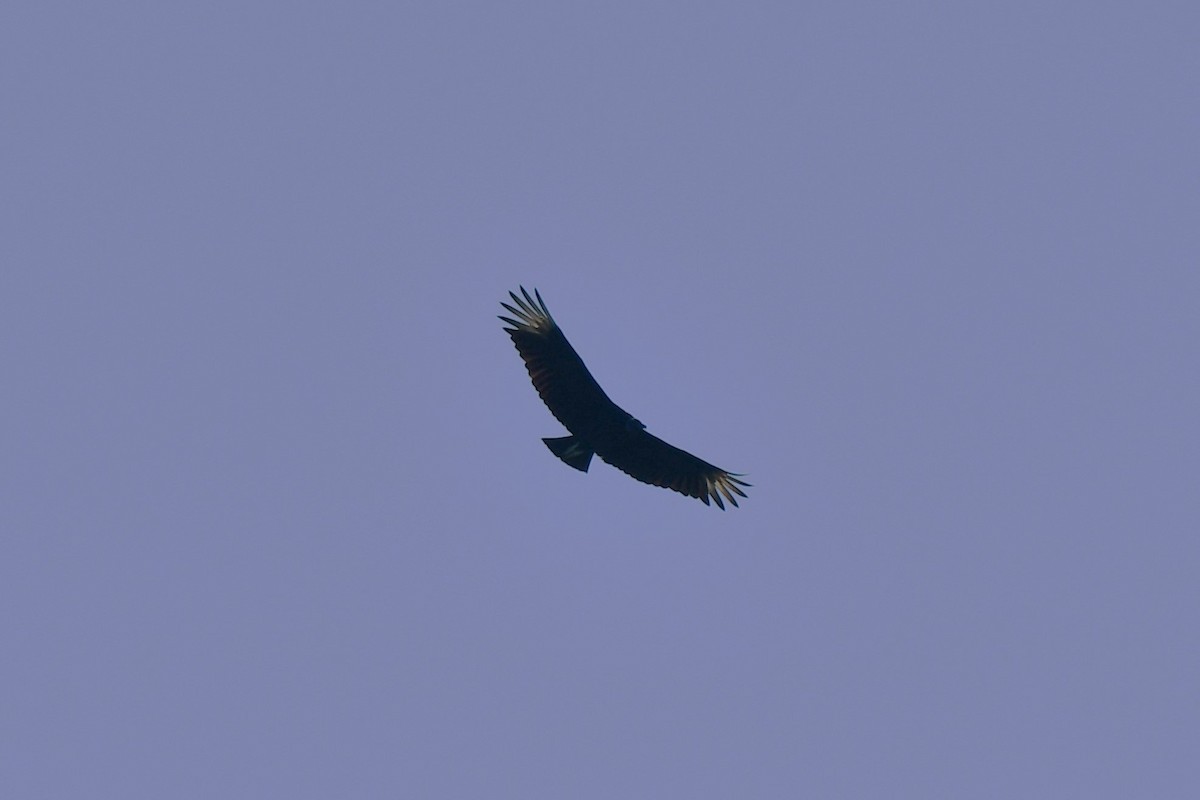 Black Vulture - ML620452884
