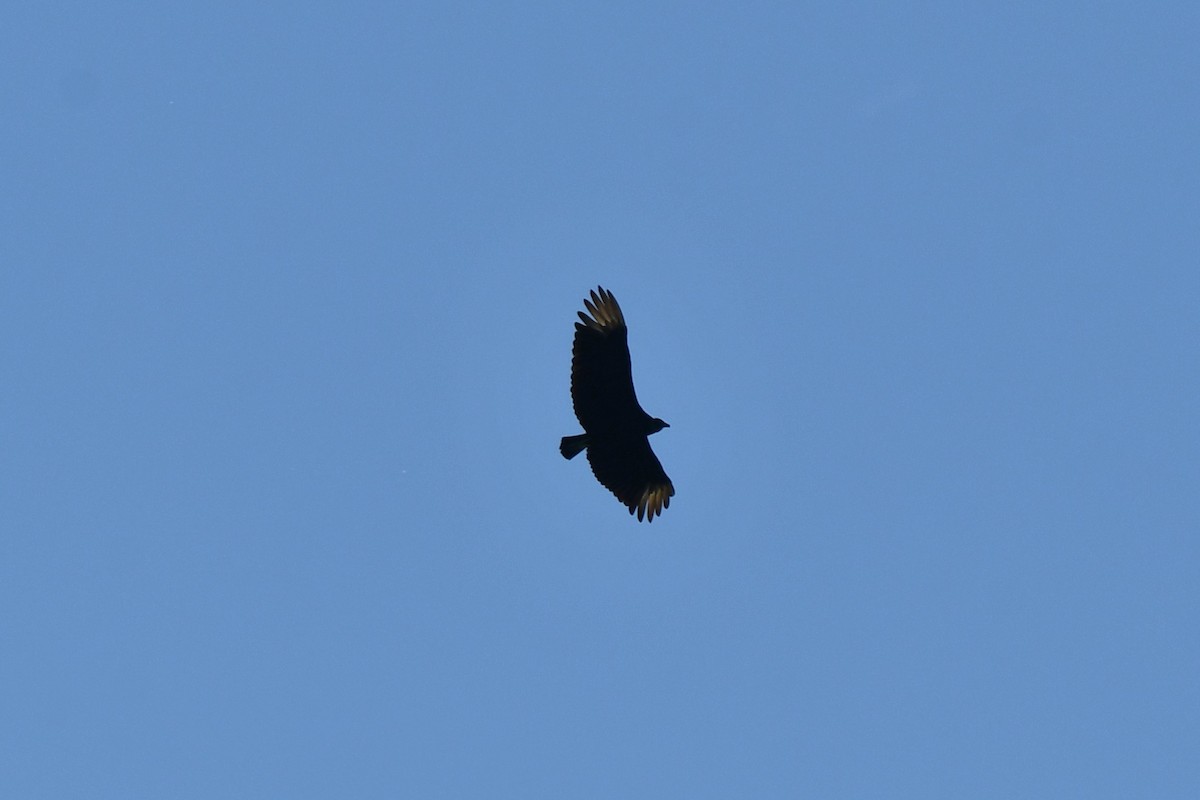 Black Vulture - ML620452886