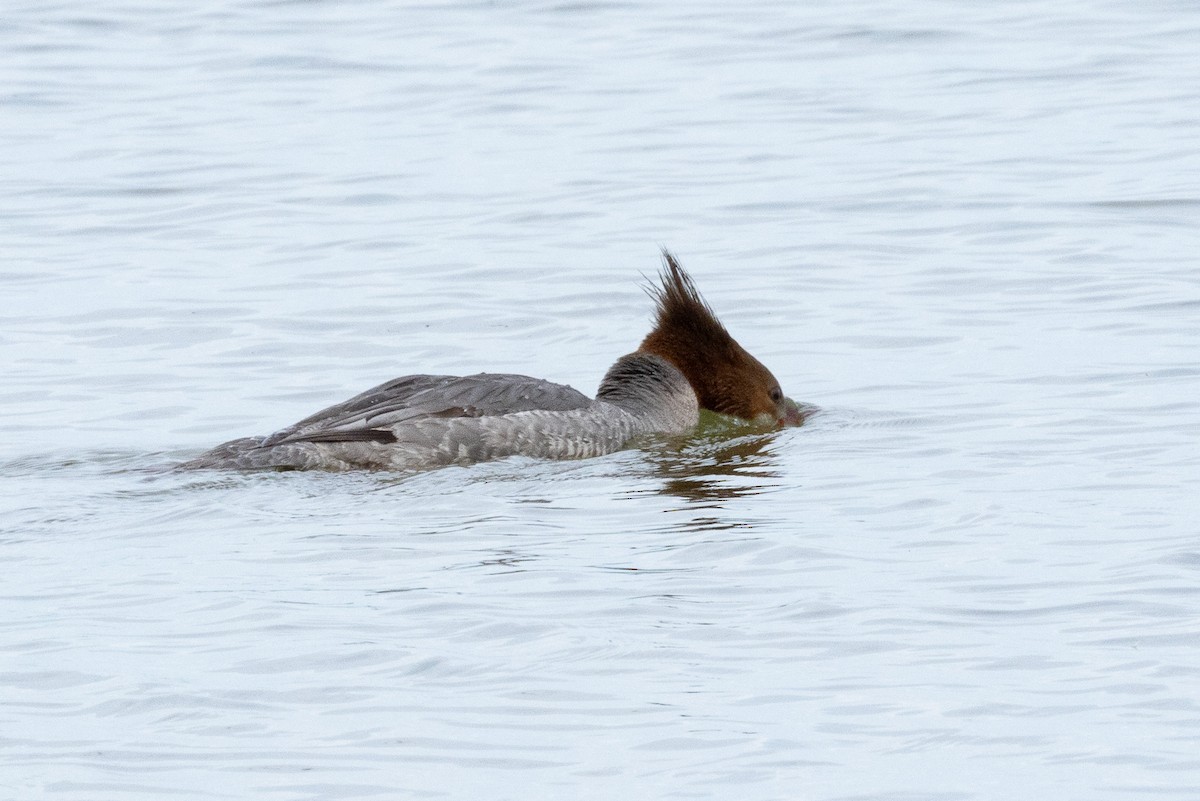 Common Merganser - Scott France