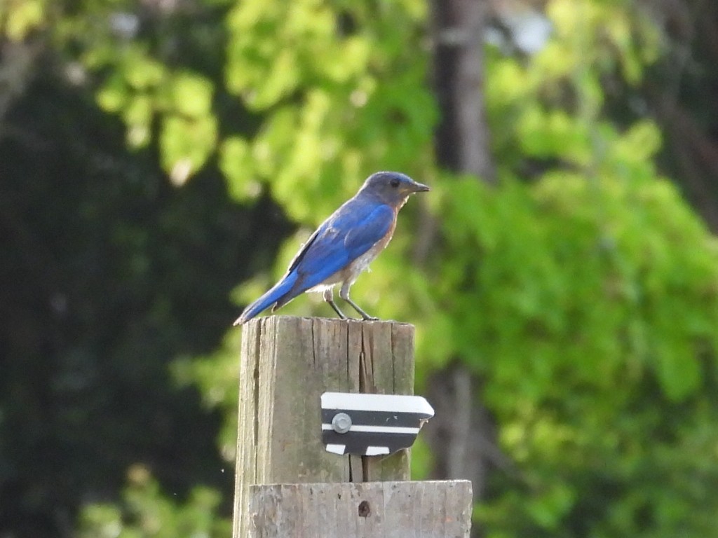 Eastern Bluebird - ML620452898