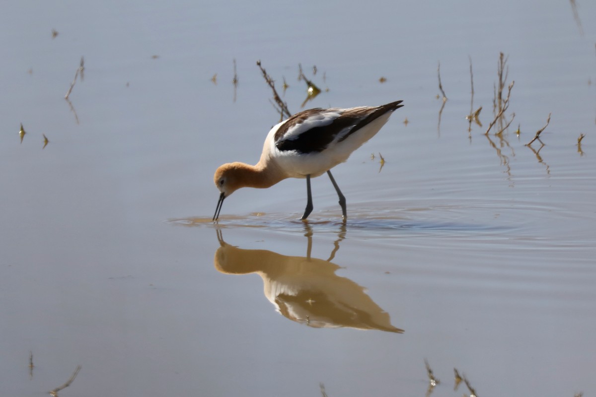 Avocette d'Amérique - ML620452899