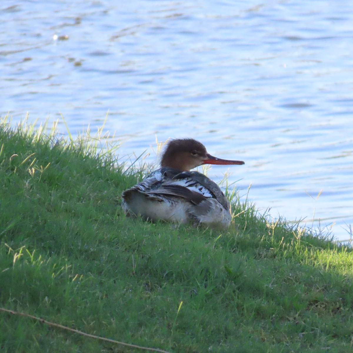 Red-breasted Merganser - ML620452912