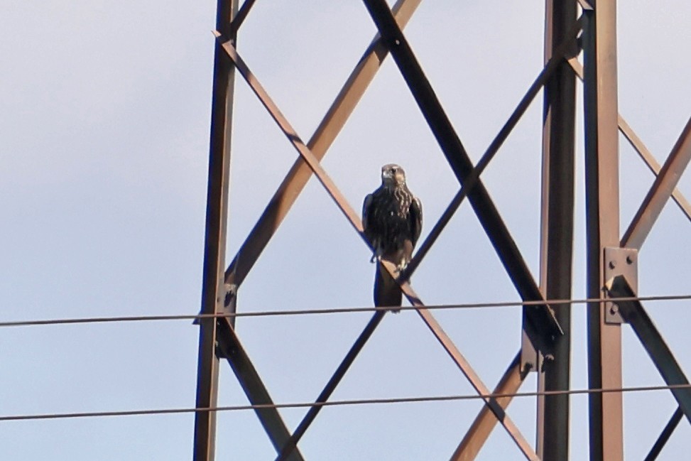 Saker Falcon - ML620452923