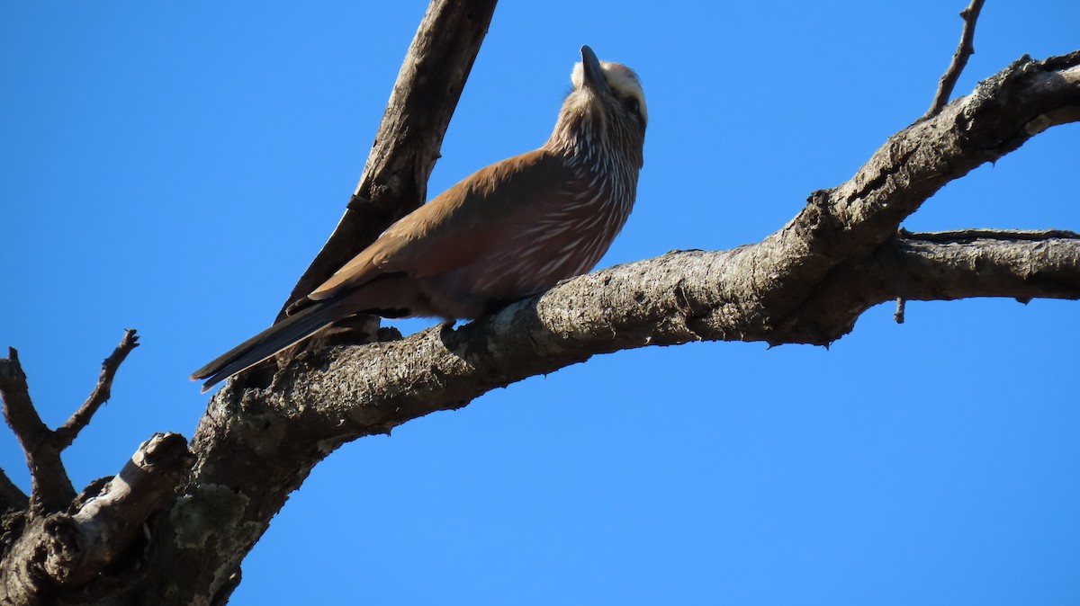 Rufous-crowned Roller - ML620452927