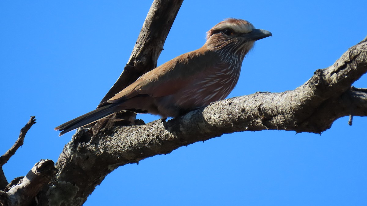 Rufous-crowned Roller - ML620452928