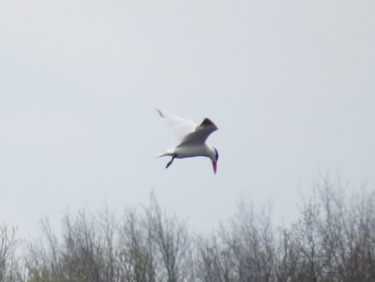 Caspian Tern - ML620452930