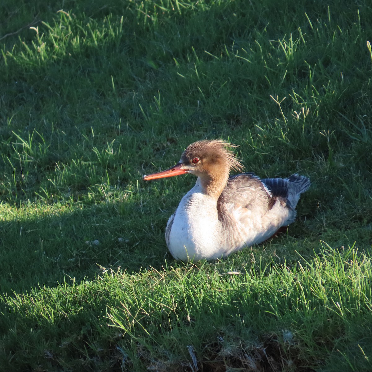 Red-breasted Merganser - ML620452937