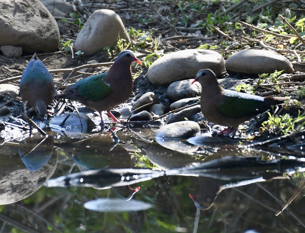 Asian Emerald Dove - ML620452941