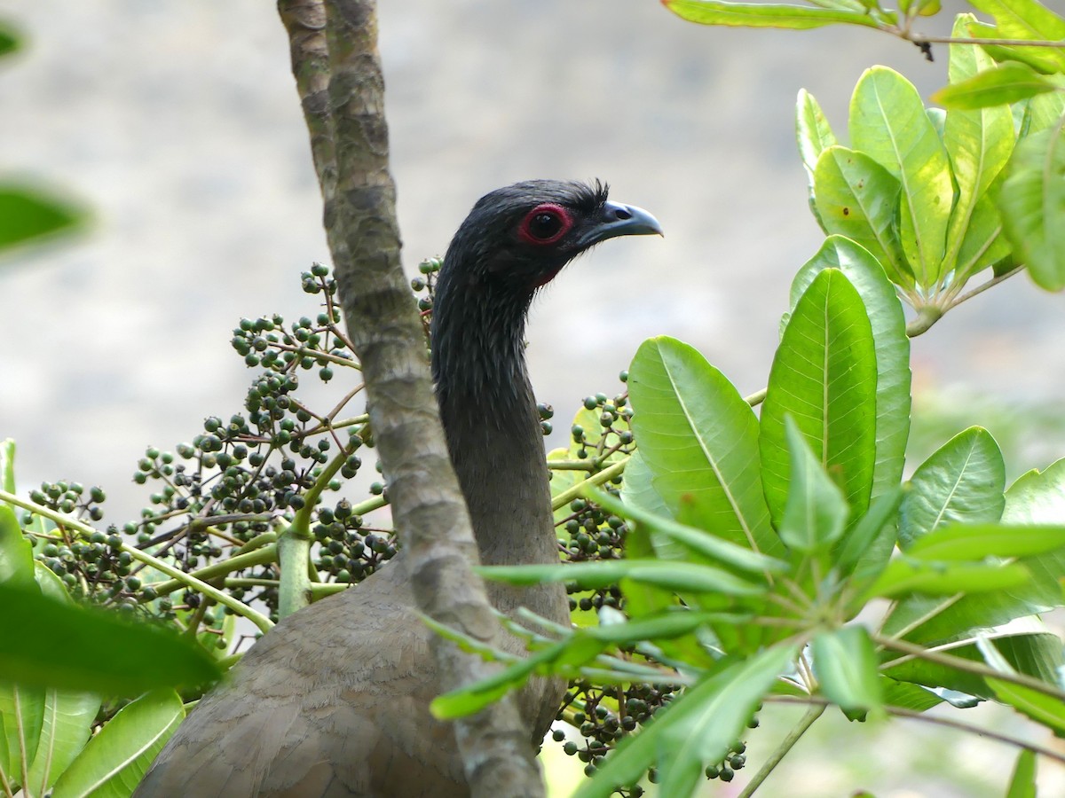 West Mexican Chachalaca - ML620452942