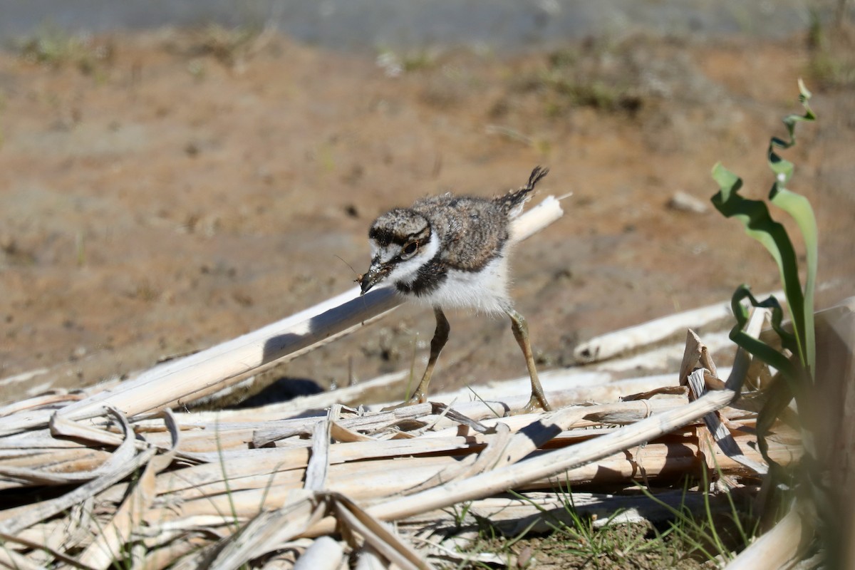 Killdeer - Henry Burton