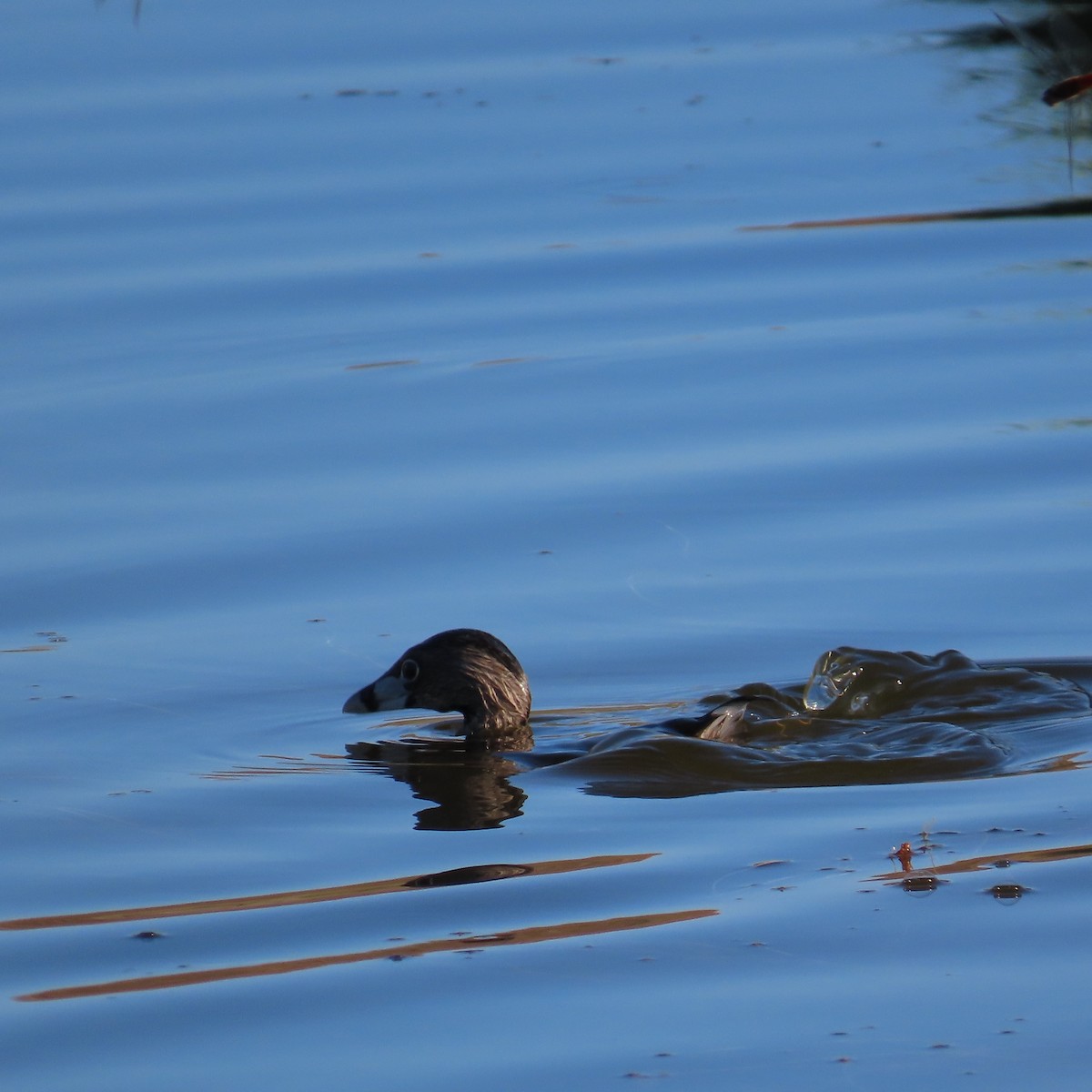 Pied-billed Grebe - ML620452972