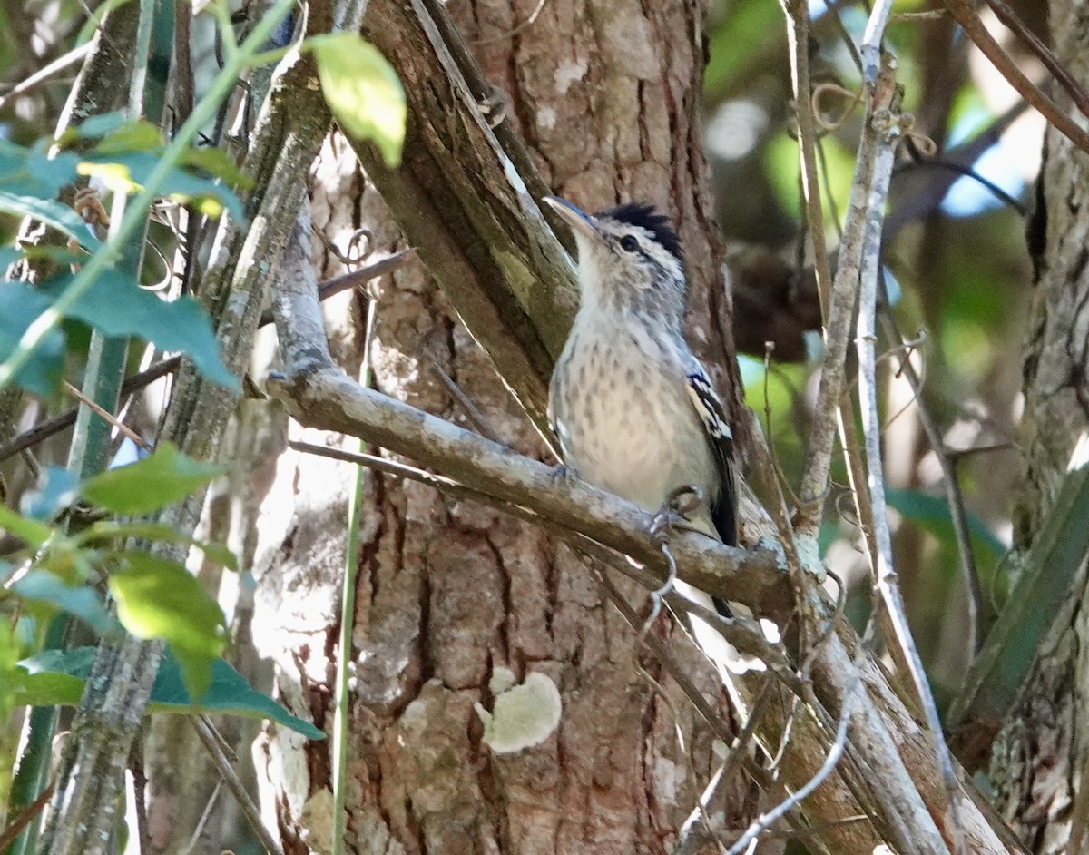 Large-billed Antwren - ML620452983