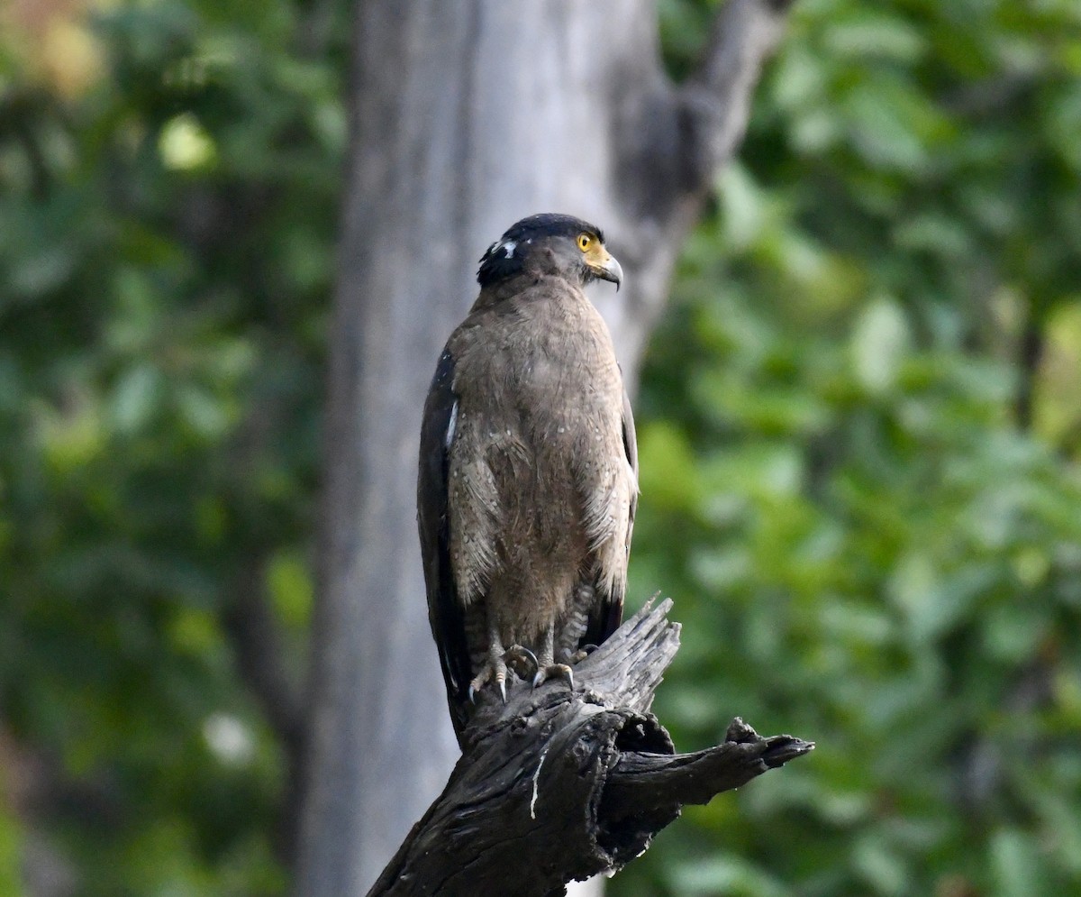 Crested Serpent-Eagle - ML620453013