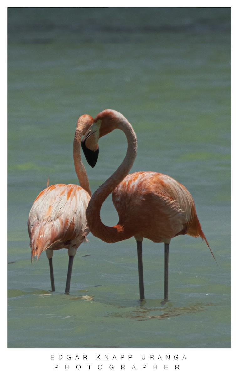 American Flamingo - ML620453014
