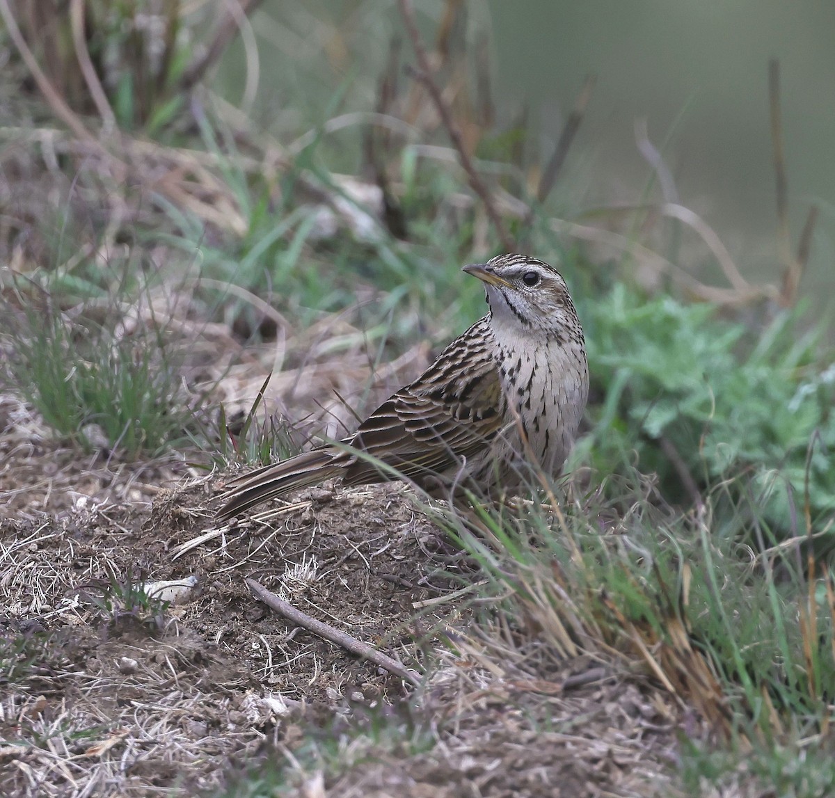 Upland Pipit - ML620453015