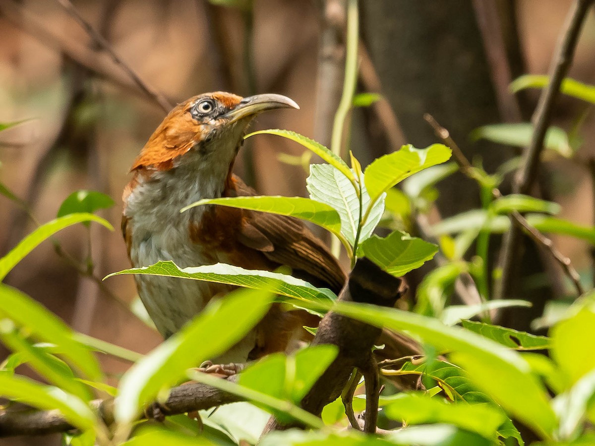 Rusty-cheeked Scimitar-Babbler - ML620453016