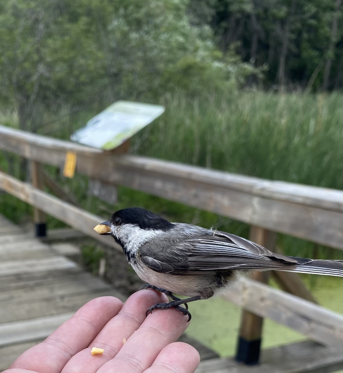 Black-capped Chickadee - ML620453020