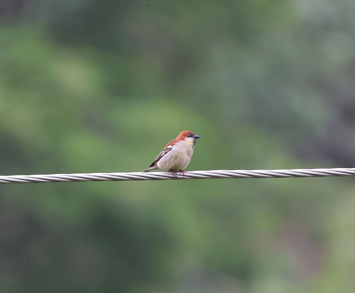 Russet Sparrow - ML620453021