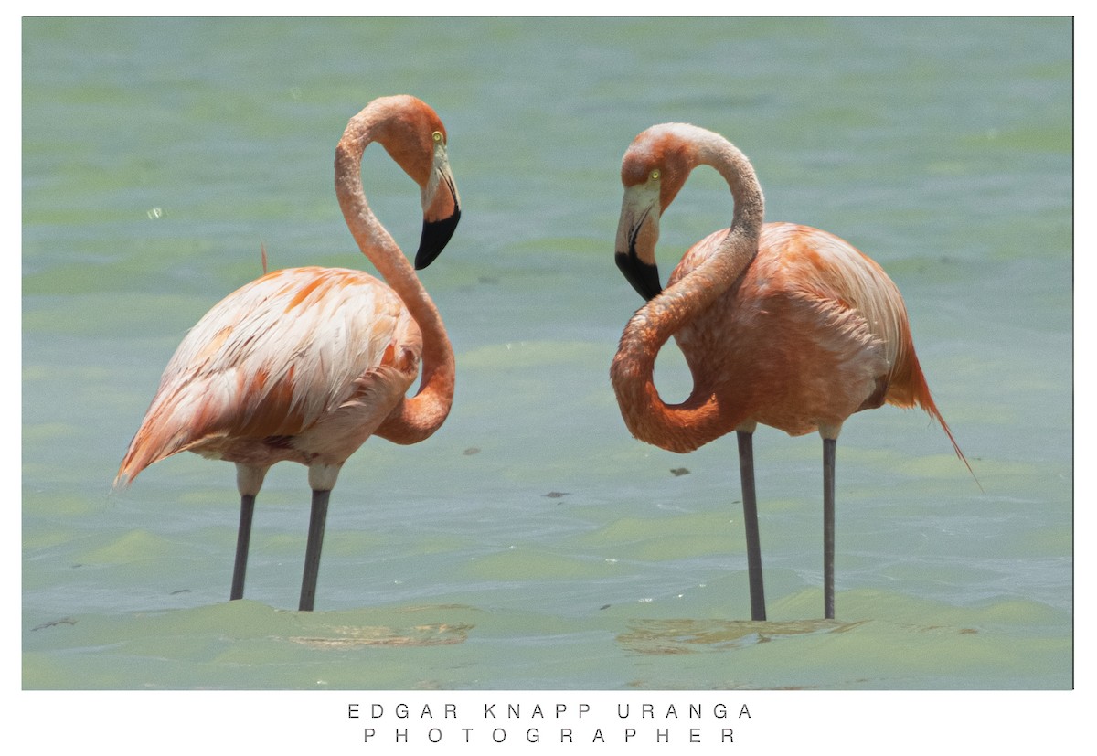 American Flamingo - ML620453022