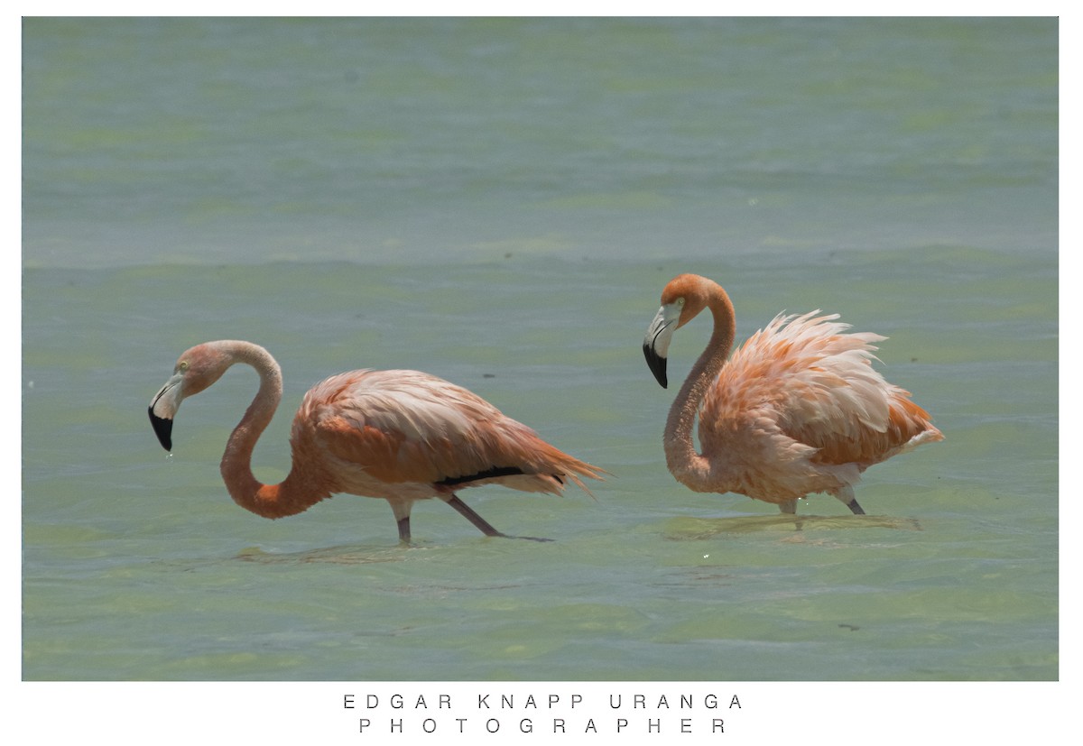 American Flamingo - ML620453023