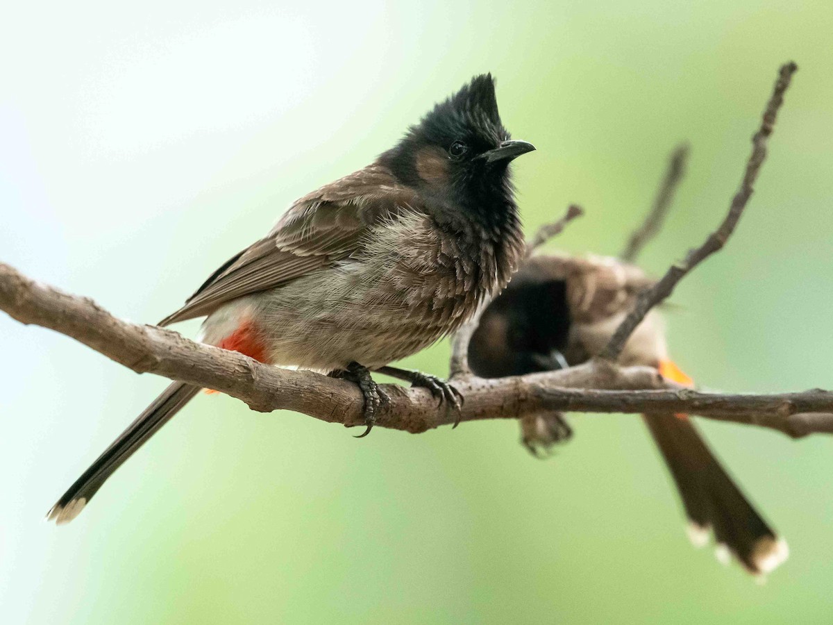 Red-vented Bulbul - ML620453027