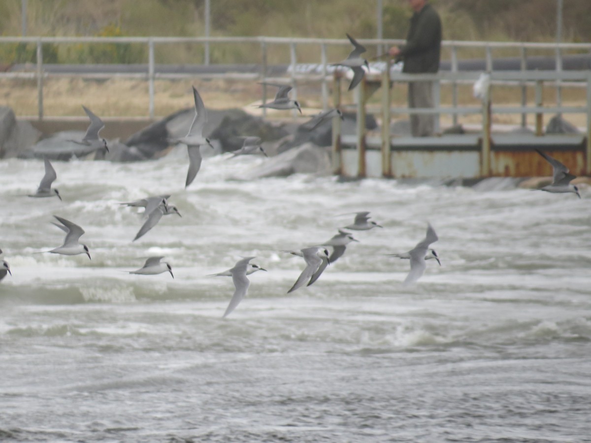 Forster's Tern - ML620453031