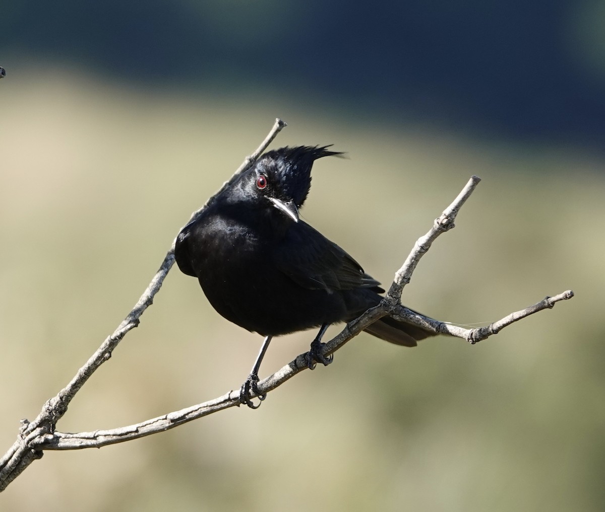 Crested Black-Tyrant - ML620453033